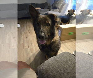 German Shepherd Dog Dogs for adoption in La Grange , NC, USA