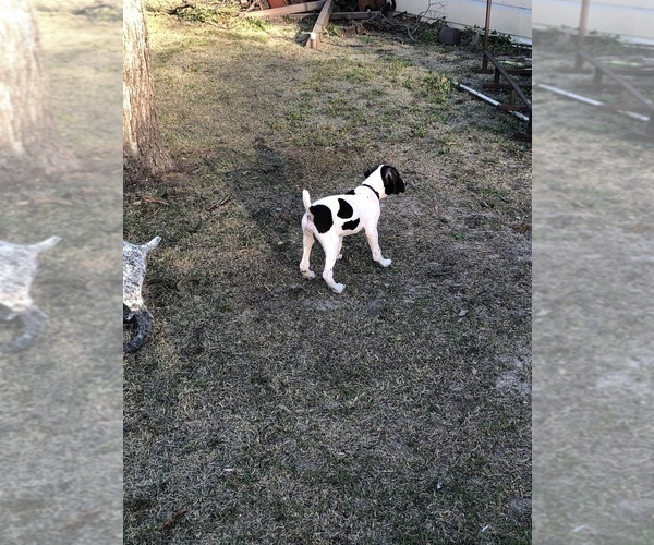 Medium Photo #4 German Shorthaired Pointer Puppy For Sale in ARKANSAS CITY, KS, USA