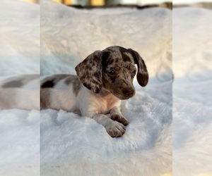 Dachshund Puppy for sale in HUFFMAN, TX, USA