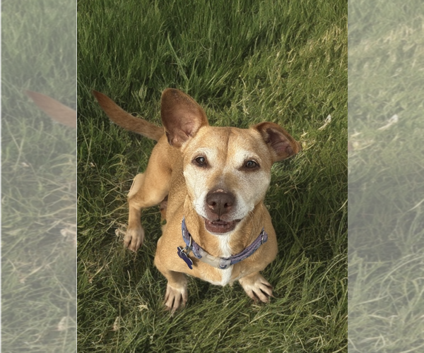 Medium Photo #3 Chiweenie Puppy For Sale in Newport Beach, CA, USA