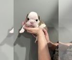 Small Photo #43 English Bulldog Puppy For Sale in EVEREST, KS, USA