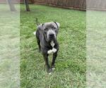 Small American Pit Bull Terrier Mix
