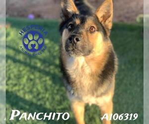 German Shepherd Dog-Unknown Mix Dogs for adoption in HESPERIA, CA, USA