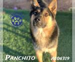 PANCHITO - Male German Shepherd Dog-Unknown Mix Dog for Adoption - Small photo