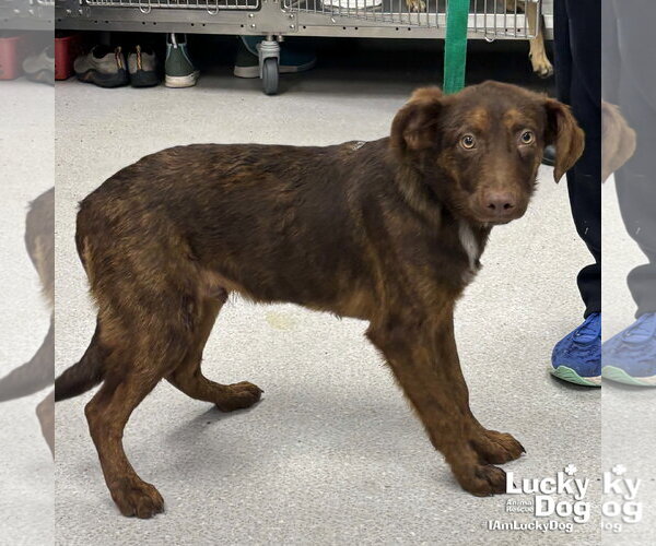Medium Photo #5 Australian Shepherd-Unknown Mix Puppy For Sale in Washington, DC, USA
