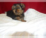Small #4 Yorkshire Terrier