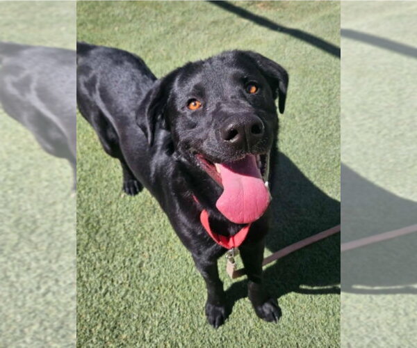 Medium Photo #4 Labrador Retriever-Unknown Mix Puppy For Sale in Lakewood, CO, USA
