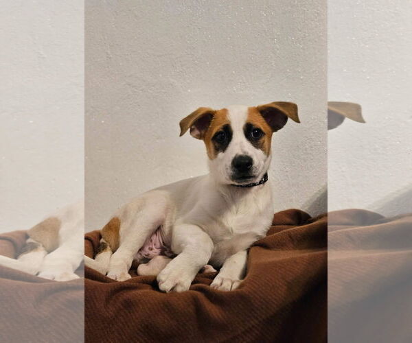 Medium Photo #2 Mutt Puppy For Sale in New London, WI, USA