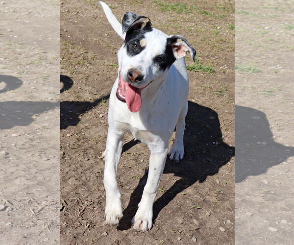 Medium Photo #2 Labrador Retriever-Unknown Mix Puppy For Sale in Green Forest, AR, USA