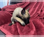 Small Photo #69 Belgian Malinois Puppy For Sale in REESEVILLE, WI, USA