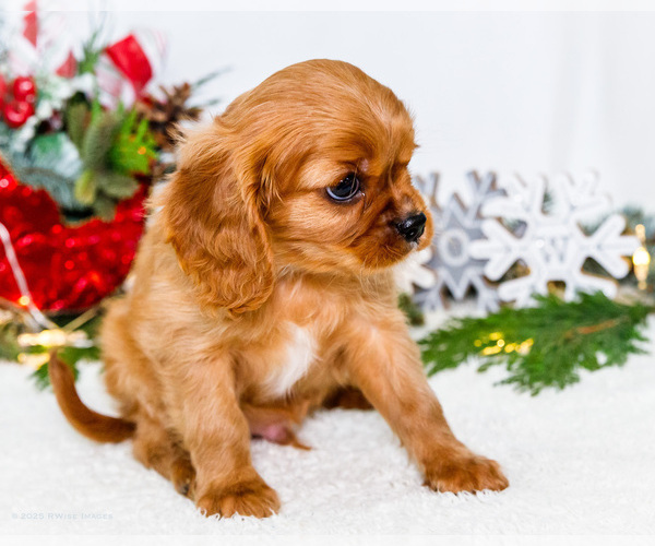 Medium Photo #3 Cavalier King Charles Spaniel Puppy For Sale in WAKARUSA, IN, USA