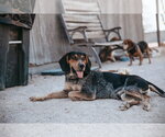 Small #6 Coonhound
