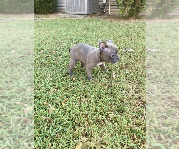 Medium Photo #6 Faux Frenchbo Bulldog Puppy For Sale in FREDONIA, KS, USA