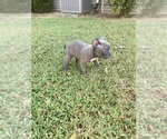 Small Photo #6 Faux Frenchbo Bulldog Puppy For Sale in FREDONIA, KS, USA