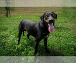 Small #1 Mutt