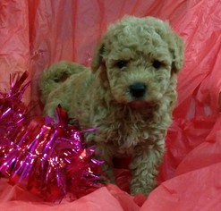 Medium Goldendoodle (Miniature)