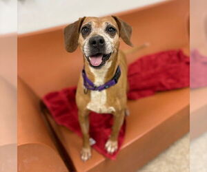 Beagle Dogs for adoption in Boston, MA, USA