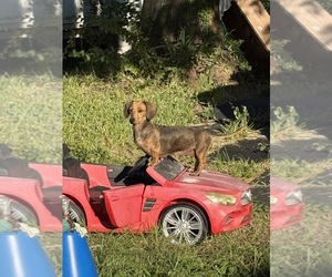 Mother of the Dachshund puppies born on 08/19/2025