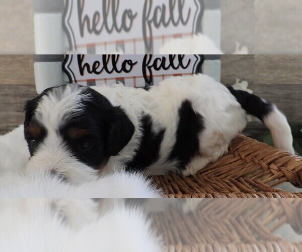 Medium Photo #6 Cavapoo Puppy For Sale in CARLISLE, KY, USA