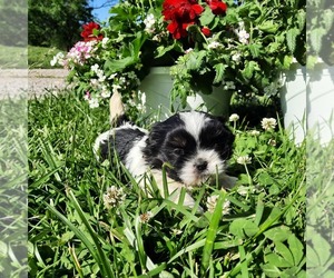 Shih Tzu Puppy for sale in CLINTON, MO, USA