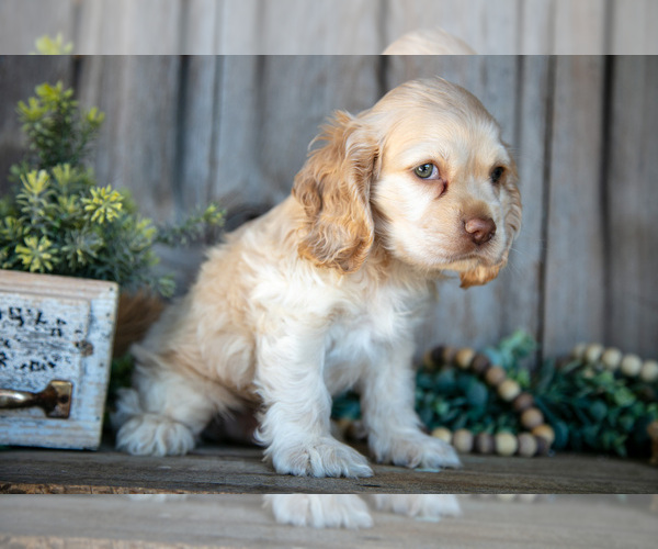 Medium Photo #3 Cocker Spaniel Puppy For Sale in BALTIC, OH, USA