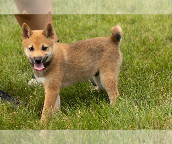 Medium Photo #8 Shiba Inu Puppy For Sale in MILLERSBURG, IN, USA