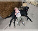 Small #13 Labrador Retriever