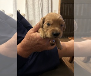 Golden Retriever Puppy for sale in SALTVILLE, VA, USA