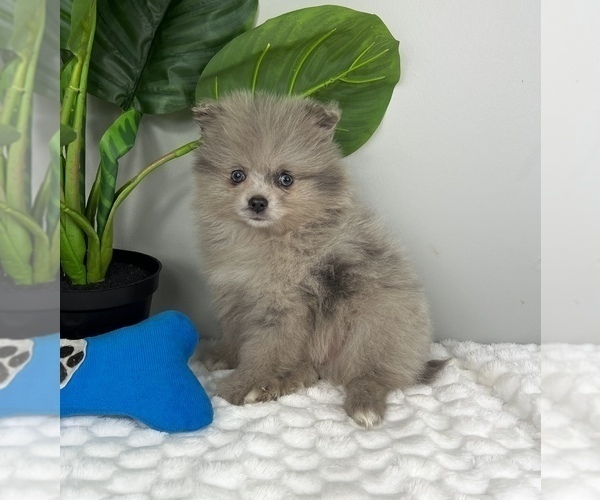 Medium Photo #7 Pomeranian Puppy For Sale in FRANKLIN, IN, USA