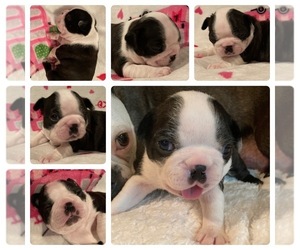 Boston Terrier Puppy for sale in DENVER, CO, USA