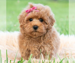 Small #1 Maltipoo (Toy)