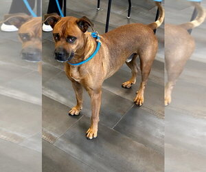 Boxer Dogs for adoption in Tarboro, NC, USA