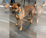 26-453 Jasper - Male Boxer Dog for Adoption - Small photo