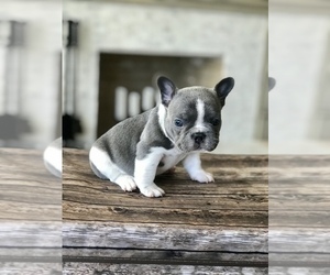 Medium French Bulldog