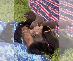 German Shepherd Dog Litter for sale in MITCHELL, IN, USA