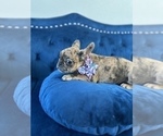 Small Photo #12 French Bulldog Puppy For Sale in WEST HOLLYWOOD, CA, USA