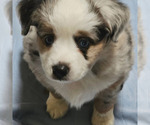 Small Photo #1 Miniature Australian Shepherd Puppy For Sale in SALEM, OR, USA