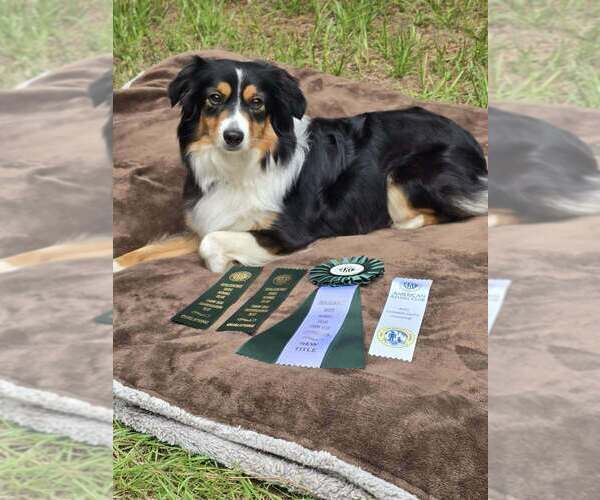 Medium Photo #1 Miniature American Shepherd Puppy For Sale in GREENVILLE, FL, USA