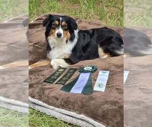 Mother of the Miniature American Shepherd puppies born on 06/28/2026