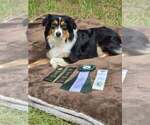 Small Photo #1 Miniature American Shepherd Puppy For Sale in GREENVILLE, FL, USA