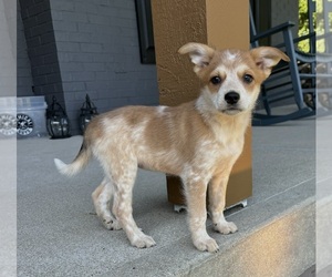 Australian Cattle Dog-Cavalier King Charles Spaniel Mix Puppy for sale in FRANKLIN, IN, USA