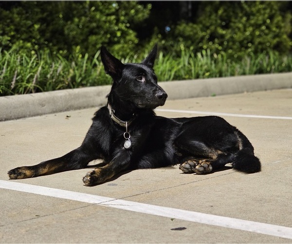 Medium Photo #1 German Shepherd Dog Puppy For Sale in KATY, TX, USA