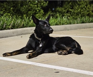 Father of the German Shepherd Dog puppies born on 11/16/2025