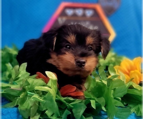 Medium Photo #8 Yorkshire Terrier Puppy For Sale in AKRON, OH, USA
