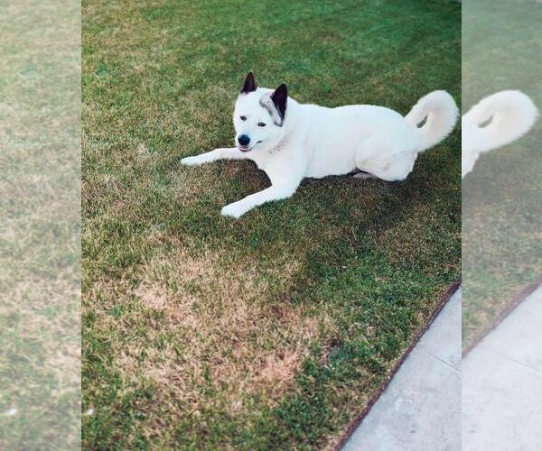 Medium Photo #2 Akita Puppy For Sale in Woodland, CA, USA