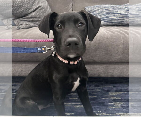 Medium Photo #5 Mutt Puppy For Sale in Boston, MA, USA