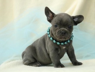 French Bulldog Puppy for sale in DECKERVILLE, MI, USA