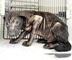Small #1 American Pit Bull Terrier Mix