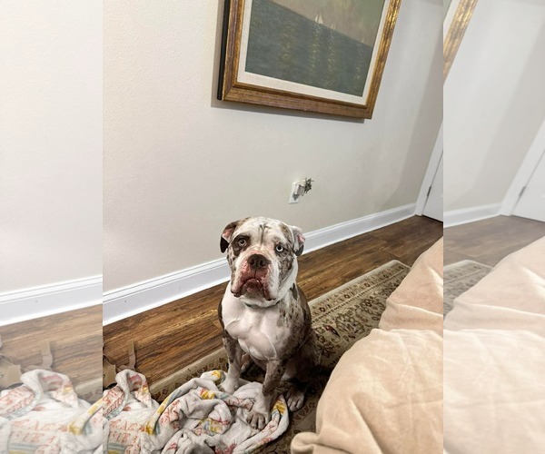 Medium Photo #3 American Bulldog Puppy For Sale in Cape May, NJ, USA