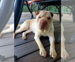 Small #1 Chinese Shar-Pei